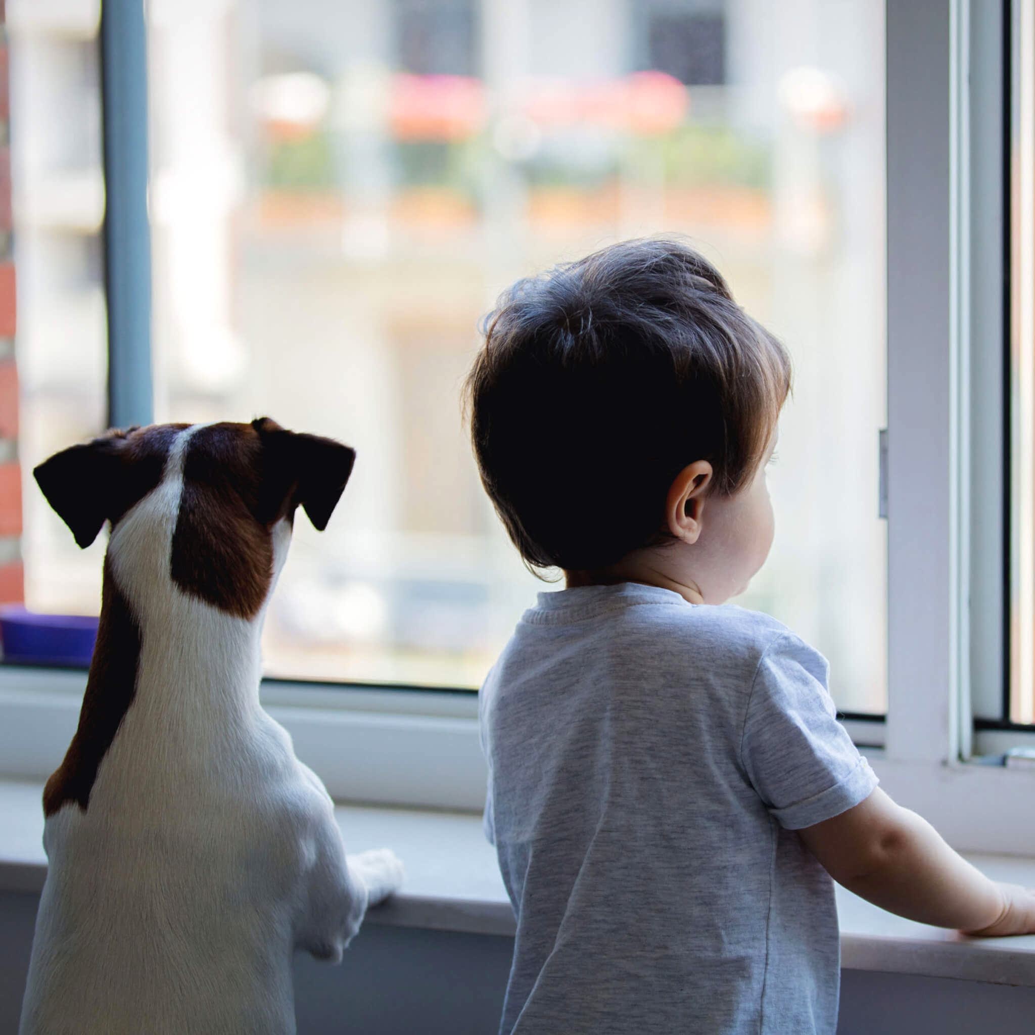 AdobeStock_273225584-cropped child and small brown and white dog looking out window